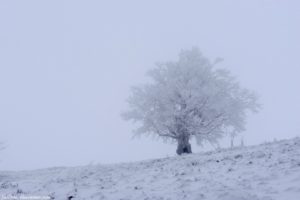 arbre gelé sur les hauteurs entre le Markstein et le Grand Ballon - Photo by LaPtiteAlsacienne - Cendrine Miesch