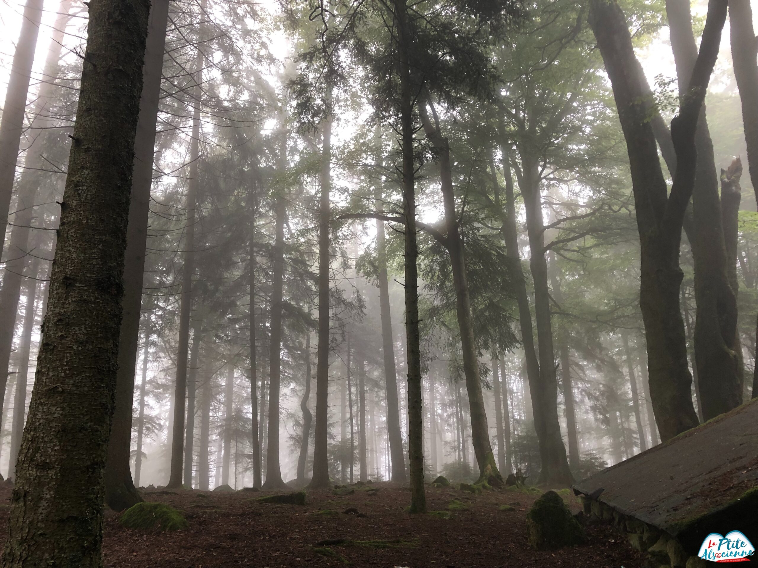 Arrière de l'Abri Kützig Buech dans le brouillard, sur le massif du Taennchel - Photo par Cendrine MIESCH