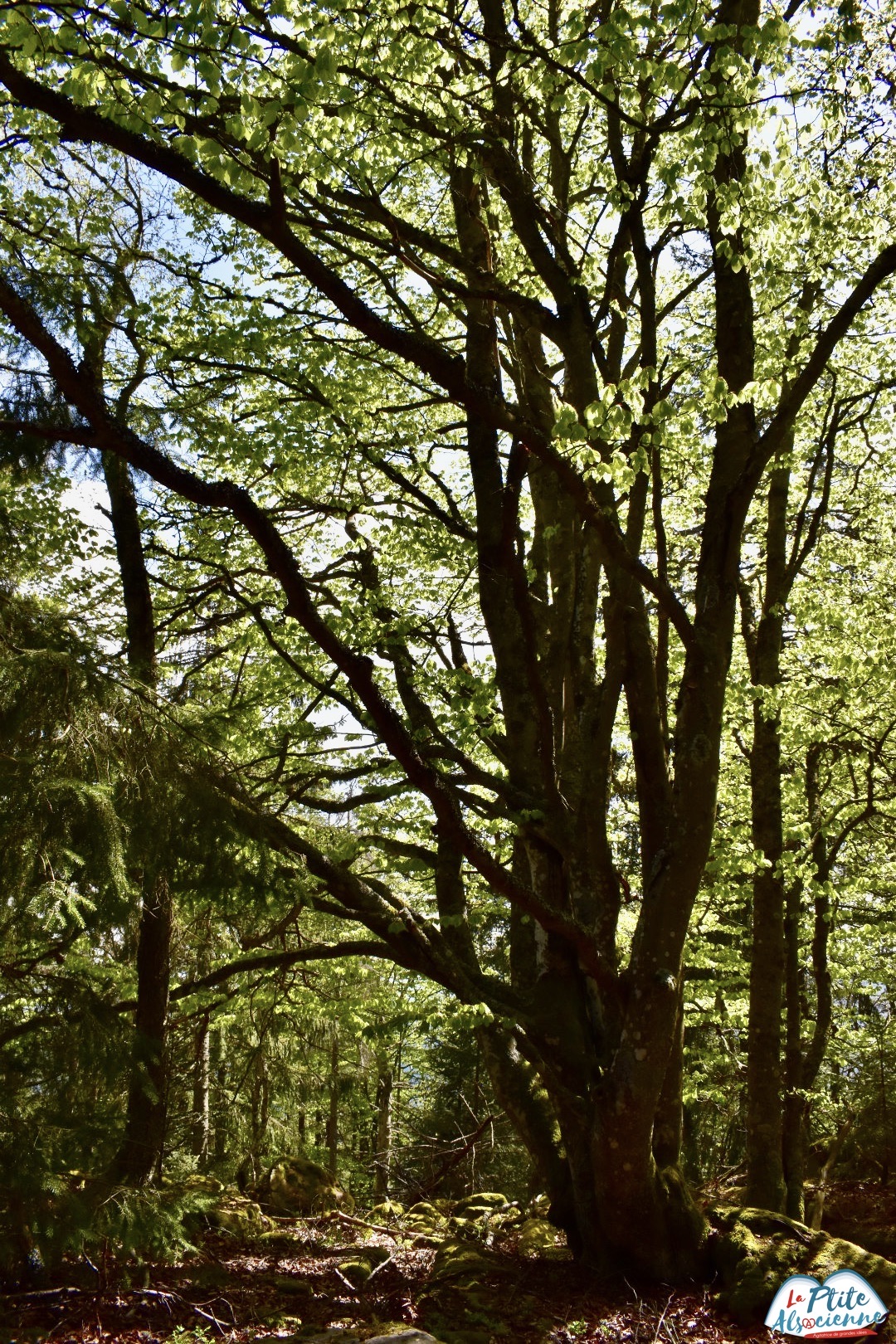 Arbre au Taennchel - Par Cendrine Miesch dite LaPtiteAlsacienne