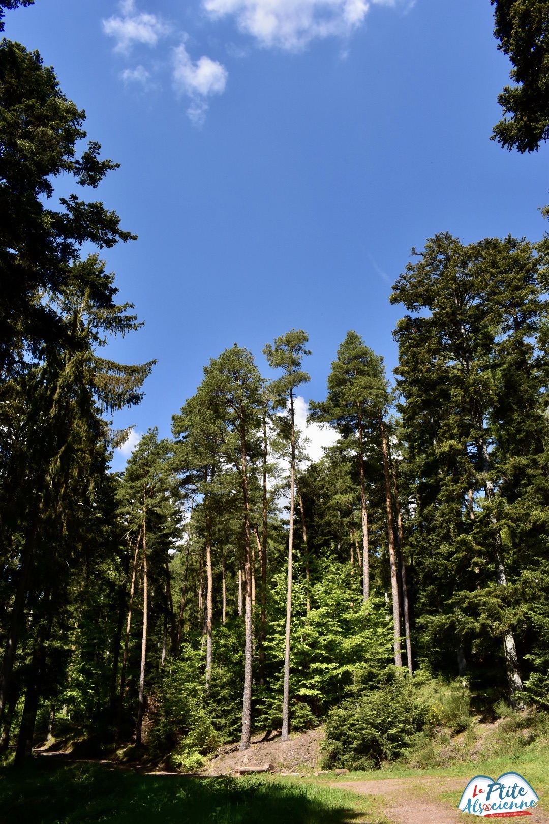 Chemin forestier pour arriver au taennchel depuis Thannenkirch - Photo Cendrine Miesch