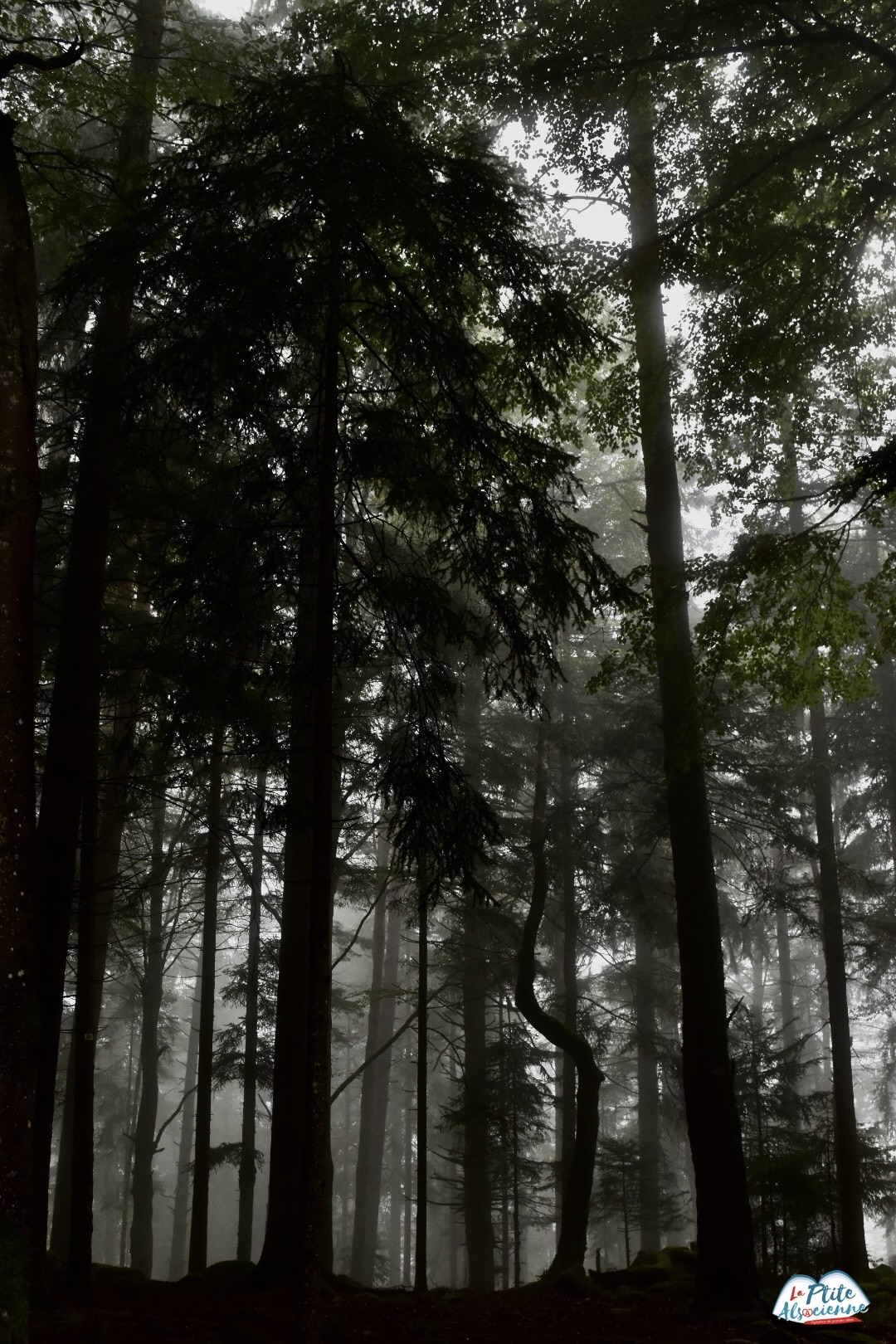 Forêt du Taennchel et son côté mystérieux