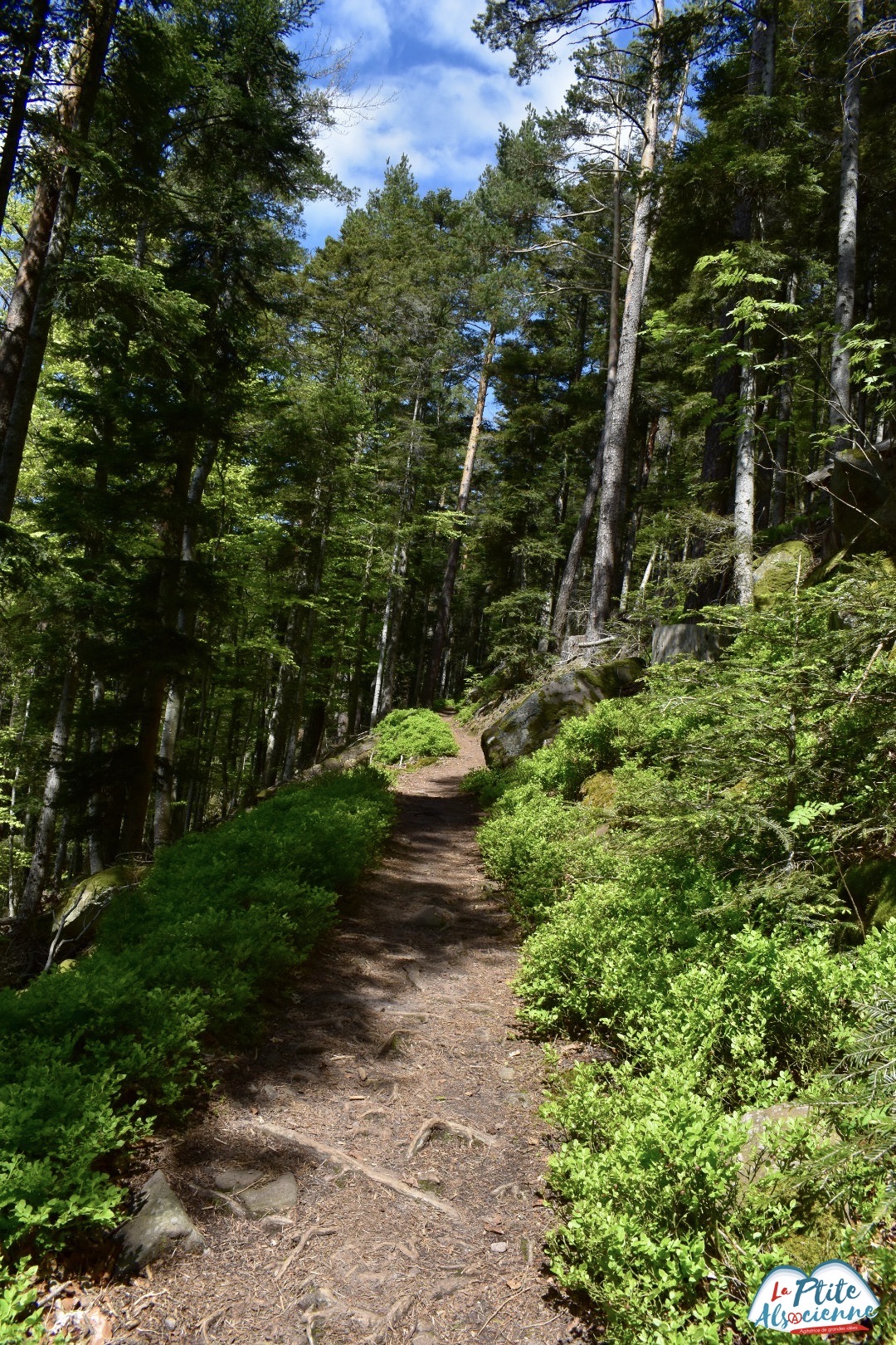 Sentier pour monter au rocher de la paix d'udine - Taennchel Par Cendrine Miesch