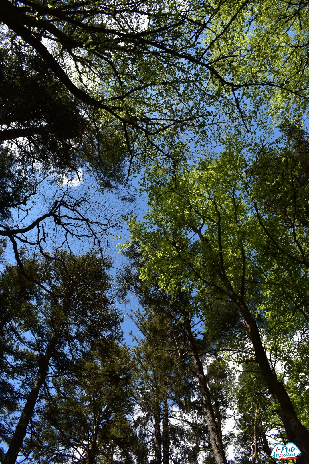 Sous les arbres du Taennchel par LaPtiteAlsacienne - Cendrine Miesch