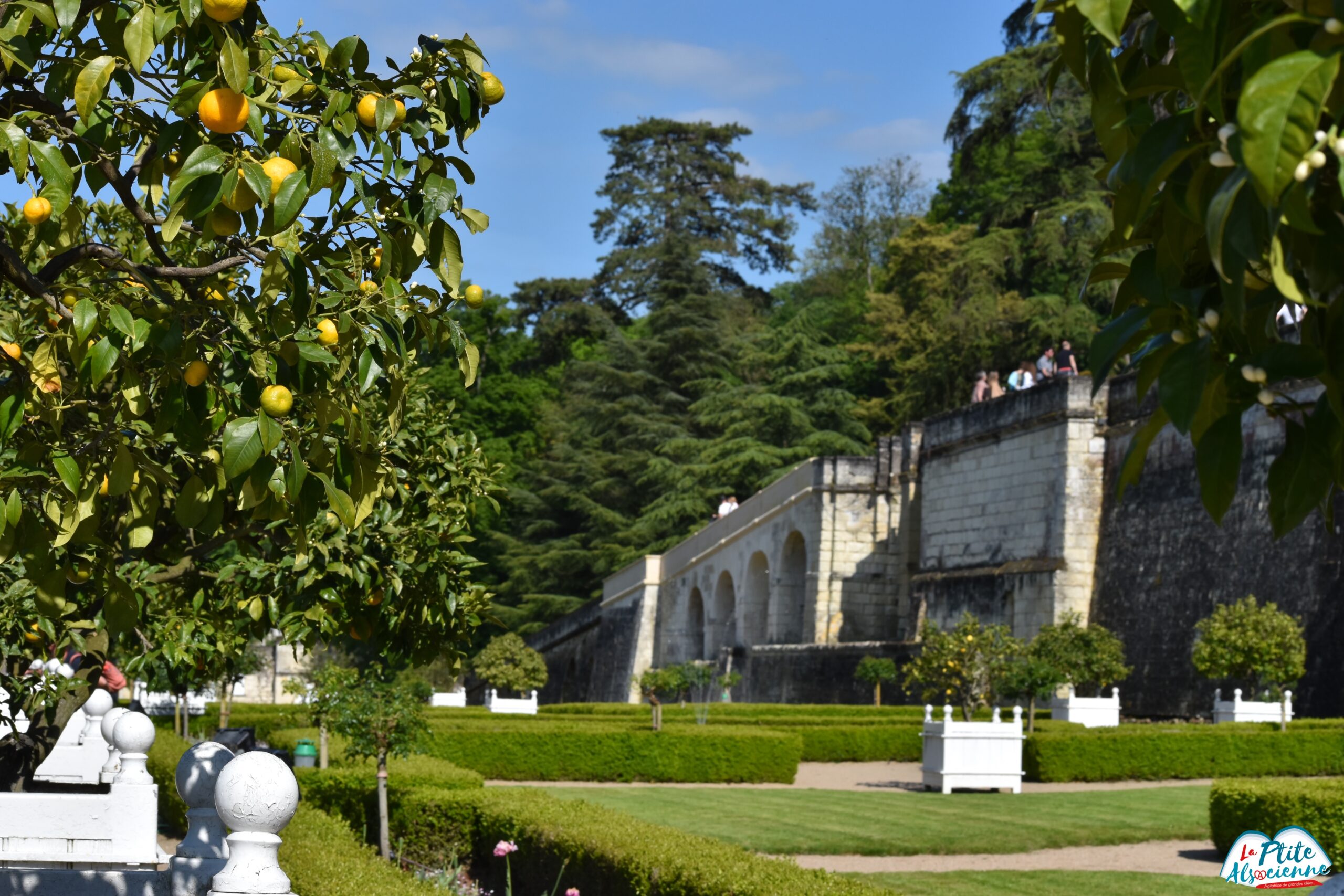 Jardin du Château d'Ussé avec son allée d'orangers et de citronniers - un jardin version Le Nôtre jardinier du Roi Louis XIV également.