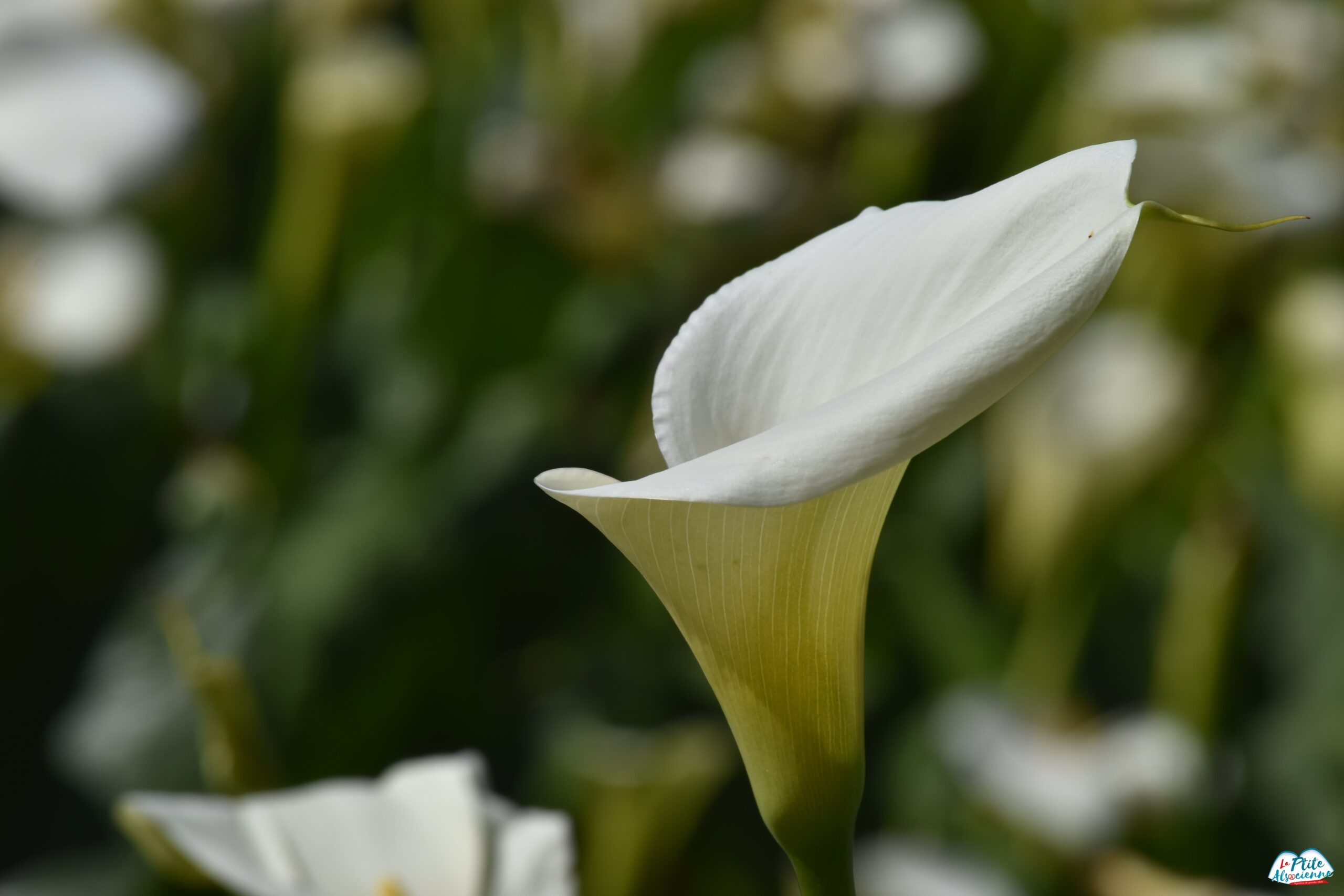 Un arum, au château d'ussé... Photo par Cendrine Miesch - Mai 2024 