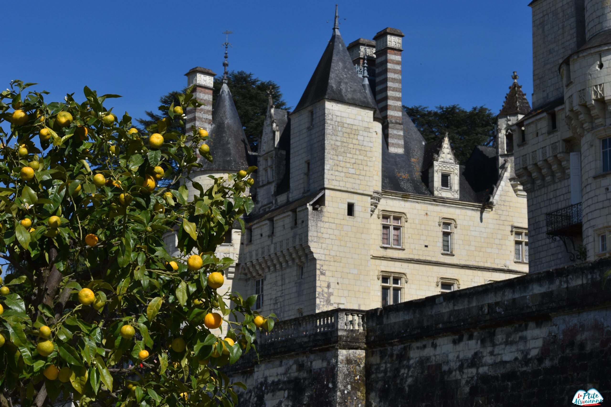 Oranger et toiture du château d'Ussé - Photo de Cendrine Miesch - Mai 2024 